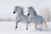 horses-two-white-horses-i25623